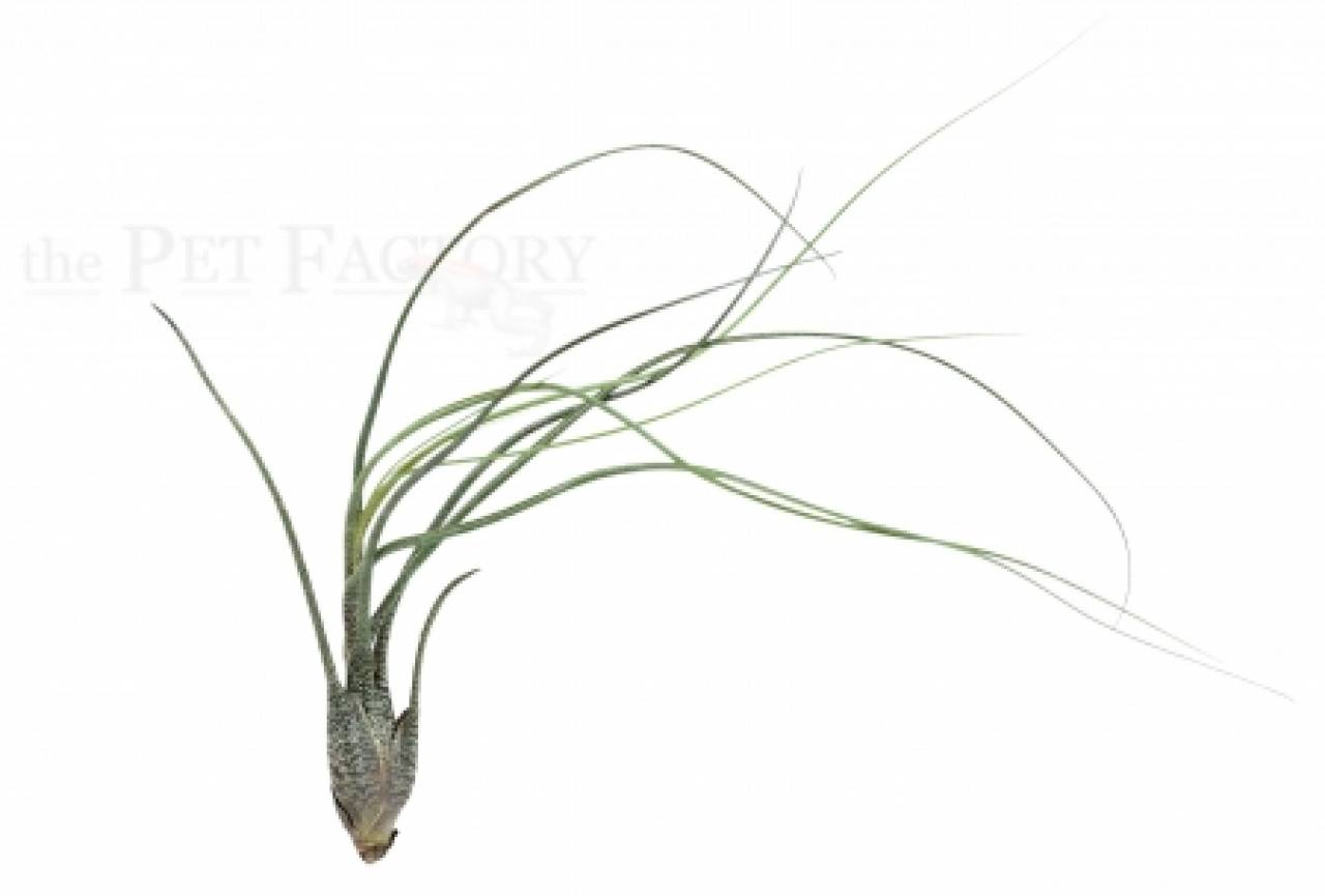 Tillandsia butzii